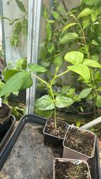 Exotische groenteplantjes kruiden – uniek aanbod!, Tuin en Terras, Ophalen, Volle zon, Groenteplanten, Eenjarig