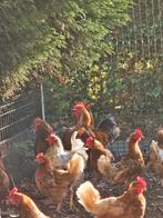 Grote haan! Voor kok of fok, Dieren en Toebehoren, Mannelijk, Kip