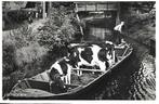 Giethoorn- -Veevervoer per boot., Verzenden, 1960 tot 1980, Ongelopen, Overijssel