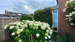 Annabelle (sneelbalhortensia), Tuin en Terras, Ophalen, Overige soorten, Volle zon
