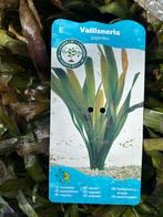 Ziurstofplant Valliseria gigantea, Tuin en Terras, Ophalen, Nieuw, Overige typen