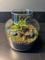 Terrarium mini ecosysteem, Ophalen, Overige soorten, Halfschaduw, In pot