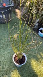 Pennisetum hameln, lampenpoetsersgras 1,50 heb er 22., Tuin en Terras, Ophalen, Volle zon, Vaste plant, Siergrassen