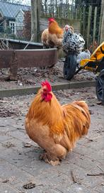 Cochin haan, Dieren en Toebehoren, Pluimvee, Mannelijk, Kip