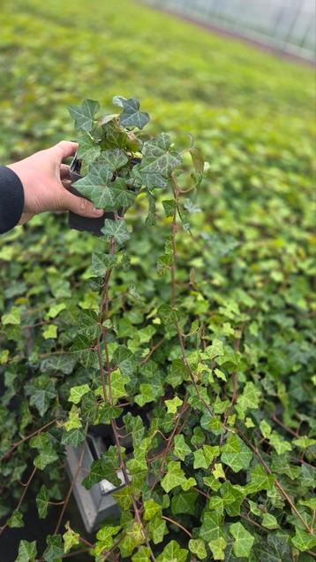 Hedera Hibernica Klimop van de kweker - SALE - zware plant beschikbaar voor biedingen