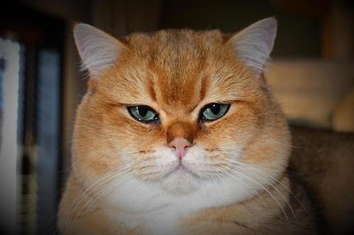 Prachtige dekkater TE KOOP, Dieren en Toebehoren, Katten en Kittens | Dekkaters, 3 tot 5 jaar