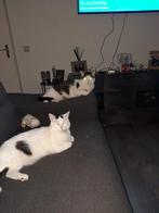 huisdier, Dieren en Toebehoren, Katten en Kittens | Overige Katten, Poes, Kortharig, 6 jaar of ouder