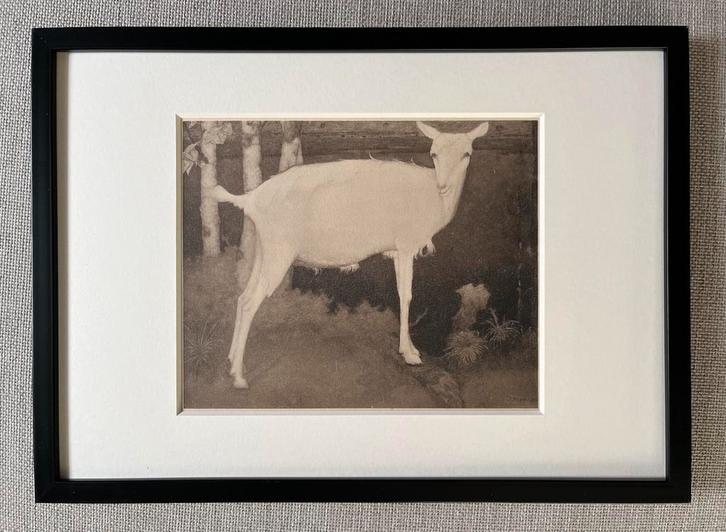 Jan Mankes 1889-1920 / Heliogravure Jonge Witte Geit 1923, Antiek en Kunst, Kunst | Etsen en Gravures, Ophalen of Verzenden
