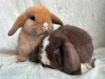 Mega mooi lief handtam koppeltje raszuiver MINILOP broertjes beschikbaar voor biedingen