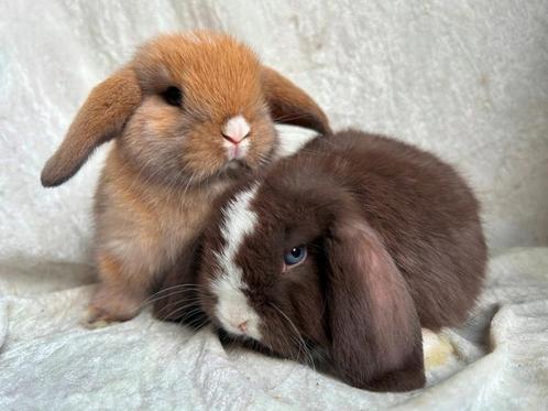 Mega mooi lief handtam koppeltje raszuiver MINILOP broertjes, Dieren en Toebehoren, Konijnen, Klein, Mannelijk, 0 tot 2 jaar, Hangoor