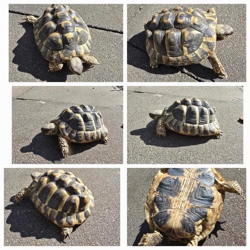 Griekse landschildpad, Dieren en Toebehoren, Reptielen en Amfibieën, Schildpad