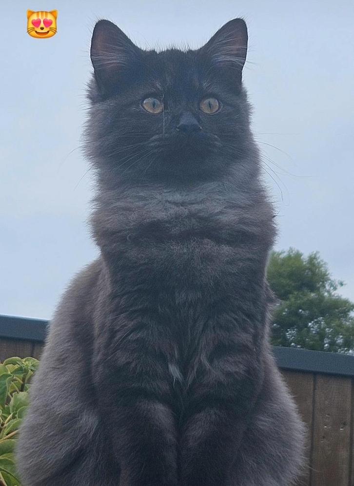 Dekkater gezocht, Dieren en Toebehoren, Katten en Kittens | Dekkaters