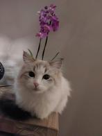 Siberische kittens verwacht.., Dieren en Toebehoren, Gechipt