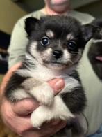 Prachtige pomeriaantjes! Pomchi x pomeriaan, Dieren en Toebehoren, Honden | Chihuahua's en Gezelschapshonden, Rabiës (hondsdolheid)