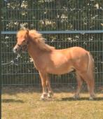 Mooi mini hengstje AMHA/nrps x NSPS, mini paardje, Dieren en Toebehoren, Paarden, Gechipt, Minder dan 160 cm, Niet van toepassing