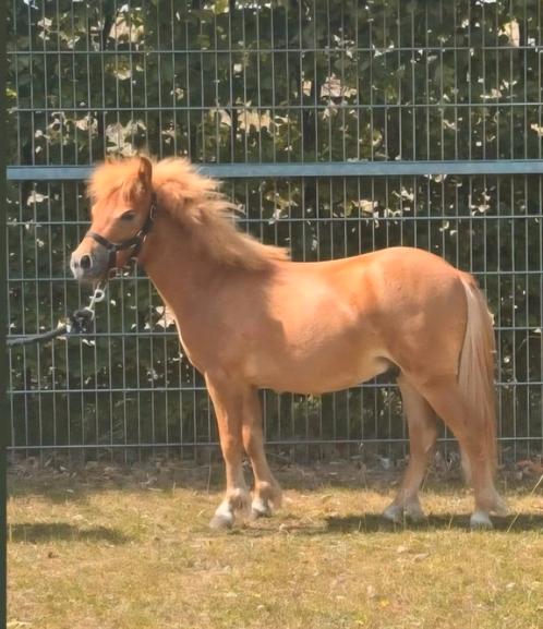Mooi mini hengstje AMHA/nrps x NSPS, mini paardje, Dieren en Toebehoren, Paarden, Hengst, Niet van toepassing, Minder dan 160 cm