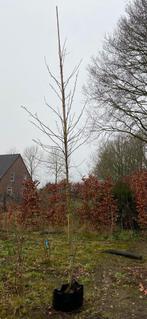 Liquidambar styraciflua 'worplesdon' te koop!, Bloeit niet, Halfschaduw, Overige soorten, 400 cm of meer