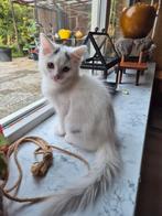Ragdoll X mainecoon lapjes poesje,  gevaccineerd, chip., Dieren en Toebehoren, Katten en Kittens | Raskatten | Langhaar, Poes