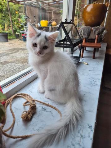 Ragdoll X mainecoon lapjes poesje,  gevaccineerd, chip. beschikbaar voor biedingen