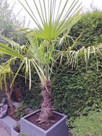 Chinese Waaierpalm Trachycarpus fortunei, Tuin en Terras, Planten | Bomen, 100 tot 250 cm, Zomer, Palmboom, Ophalen