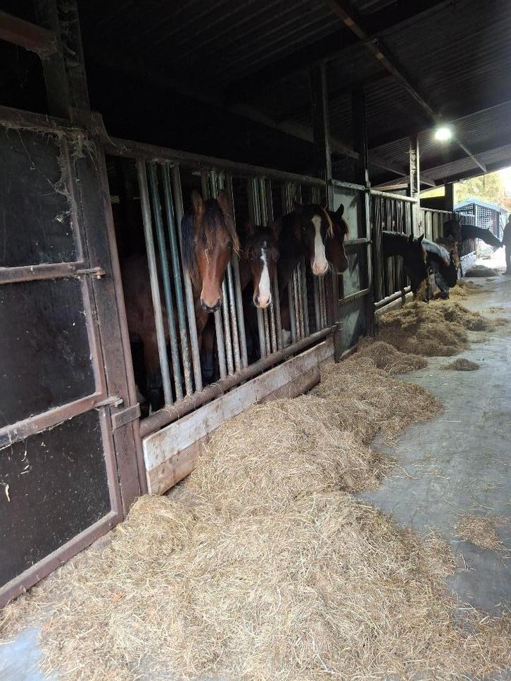 Opfok voor veulens van dit jaar – nog plaatsen beschikbaar!, Dieren en Toebehoren, Stalling en Weidegang, Opfok