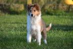 Schotse Collie pups te koop, Rabiës (hondsdolheid), 15 weken tot 1 jaar, Buitenland, Collie
