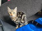 Half bengaalse kittens, Dieren en Toebehoren, Katten en Kittens | Raskatten | Korthaar, Meerdere dieren, Ontwormd, 0 tot 2 jaar