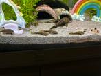 Ancistrusen, Dieren en Toebehoren, Vissen | Aquariumvissen, Vis