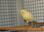 gele   kanarie., Dieren en Toebehoren, Vogels | Kanaries, Mannelijk, Kleurkanarie