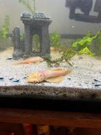 Albino ancistrus volwassen mannentjes+vrouwtjes, Dieren en Toebehoren, Vissen | Aquariumvissen, Vis, Zoetwatervis