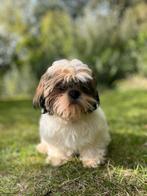 Tricolor Shihzu pups, Dieren en Toebehoren, Rabiës (hondsdolheid), 8 tot 15 weken, Eén hond, Nederland