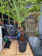 Trachicarpus fortunei winterharde palm, Tuin en Terras, Ophalen of Verzenden, Overige soorten, Bloeit niet, Volle zon