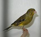 Timbrado., Dieren en Toebehoren, Vogels | Kanaries, Meerdere dieren, Zangkanarie