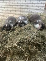 Nestje choco hangoordwerg konijntjes, Dieren en Toebehoren, Konijnen, Meerdere dieren, Dwerg, Hangoor, 0 tot 2 jaar