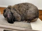 Lieve Franse Hangoor voedster, Dieren en Toebehoren, Konijnen, Vrouwelijk, Groot, Hangoor
