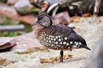 Te koop siereenden eenden watervogels, Dieren en Toebehoren, Meerdere dieren, Eend