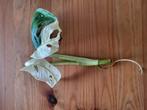 monstera adansonii variegata, Ophalen of Verzenden, Halfschaduw, Minder dan 100 cm