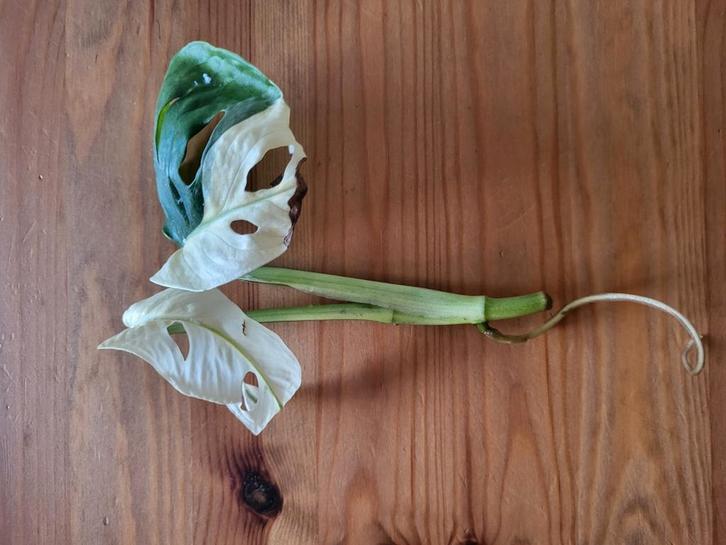 monstera adansonii variegata, Huis en Inrichting, Kamerplanten, Minder dan 100 cm, Halfschaduw, Ophalen of Verzenden