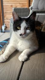 Gratis poes, Dieren en Toebehoren, 3 tot 5 jaar