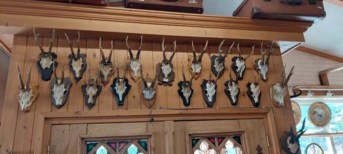 Geweien afwerpstangen, Verzamelen, Dierenverzamelingen, Gebruikt, Gewei of Kop, Hert, Ophalen