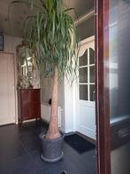 NOLINA OF BEAUCARNEA, OLIFANTSPOOT  2,50 meter !!, Ophalen, Volle zon, Overige soorten