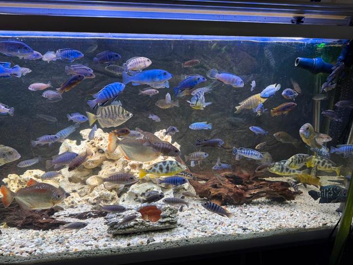 Malawi Mbuna Uitverkoop, Dieren en Toebehoren, Vissen | Aquariumvissen, Vis