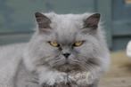 Lieve Britse langhaar (10jr) zoekt nieuw fijn thuis, Poes