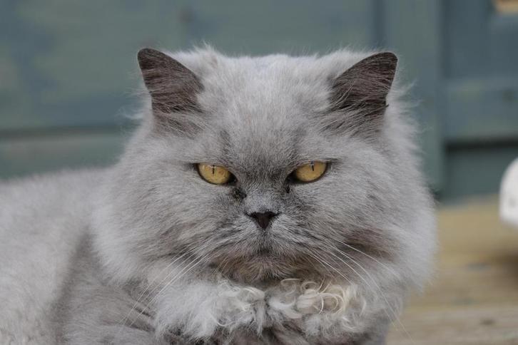 Lieve Britse langhaar (10jr) zoekt nieuw fijn thuis, Dieren en Toebehoren, Katten en Kittens | Raskatten | Langhaar, Poes