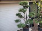 Pinus nigra vorm snoei, Ophalen, Overige soorten