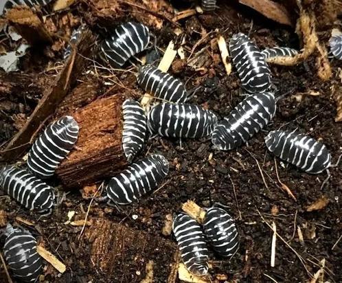 Isopods Armadillidium maculatum zebra, Dieren en Toebehoren, Insecten en Spinnen, Overige soorten