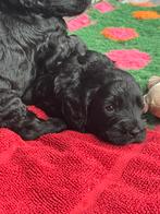 Medium Australian Labradoodle met afstammingsbewijs., Overige rassen, CDV (hondenziekte), 8 tot 15 weken, Meerdere
