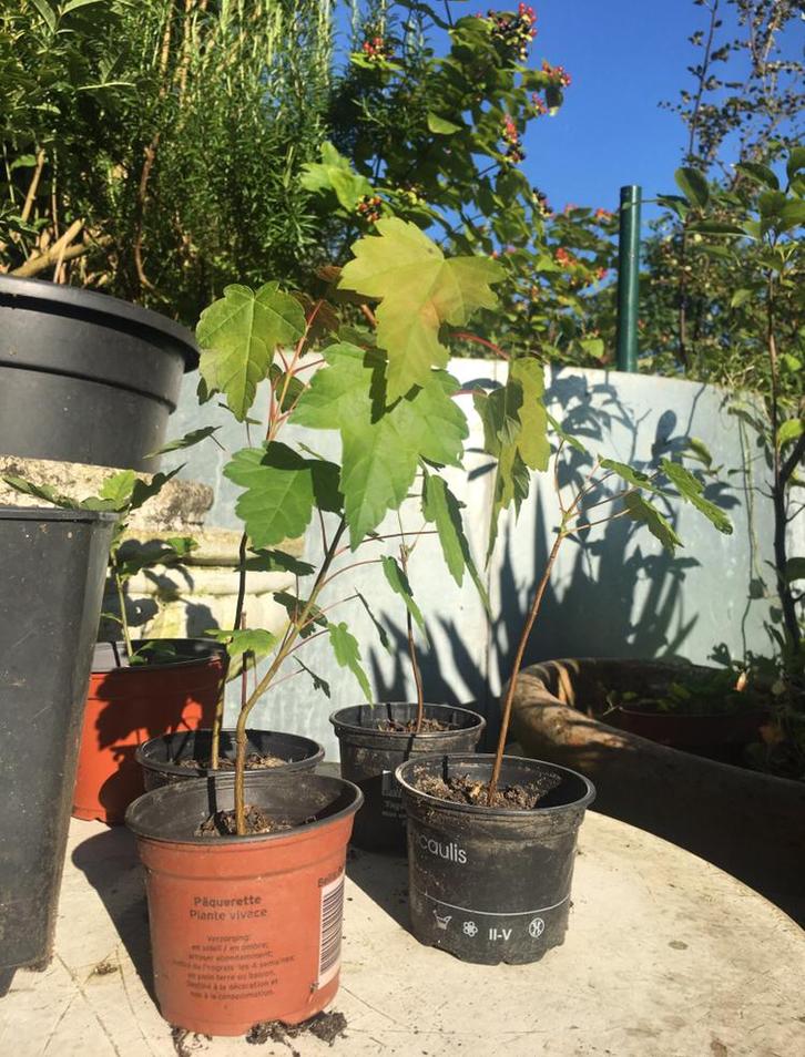 Nederlandse BIO Platan Eik boompjes zaailingen in pot, Tuin en Terras, Planten | Tuinplanten, Vaste plant, Overige soorten, Volle zon