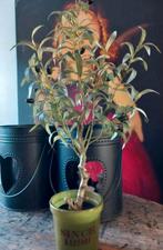 Zijdeplant olijf nieuw!, Huis en Inrichting, Ophalen of Verzenden, Nieuw