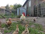 Broedeieren Poule de Bresse, Geslacht onbekend, Kip